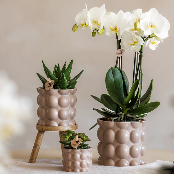 Pflanzen-Set „Cotton Sand" – Grünpflanzen mit weißer Phalaenopsis-Orchidee – Ansicht 6