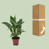 Einblatt ‚Diamond' – Spathiphyllum wallisii – Ansicht 3