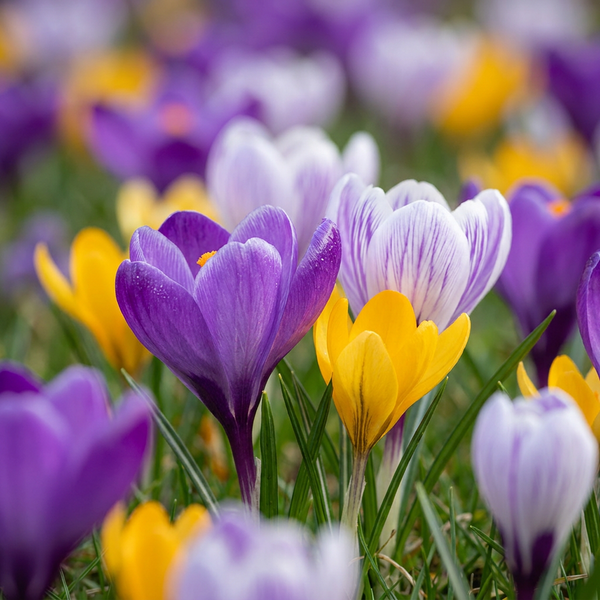 Krokus-Set „Wildarten-Mischung“ – botanische Krokusse