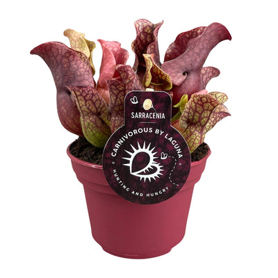 Schlauchpflanze – Sarracenia
