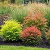 Himmelsbambus-Set „Tricolour" – Nandina domestica in Gelb, Rot & Orange – Ansicht 5
