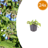 Kaukasus-Beinwell ‚Wisley Blue' – Symphytum grandiflorum