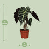 Pfeilblatt ‚Polly' – Alocasia amazonica – Ansicht 2