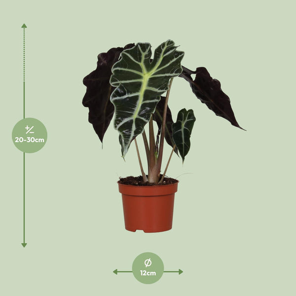 Pfeilblatt ‚Polly' – Alocasia amazonica – Ansicht 2