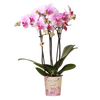 Schmetterlingsorchidee ‚Mineral Rotterdam' – Phalaenopsis