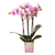 Schmetterlingsorchidee ‚Mineral Rotterdam' – Phalaenopsis