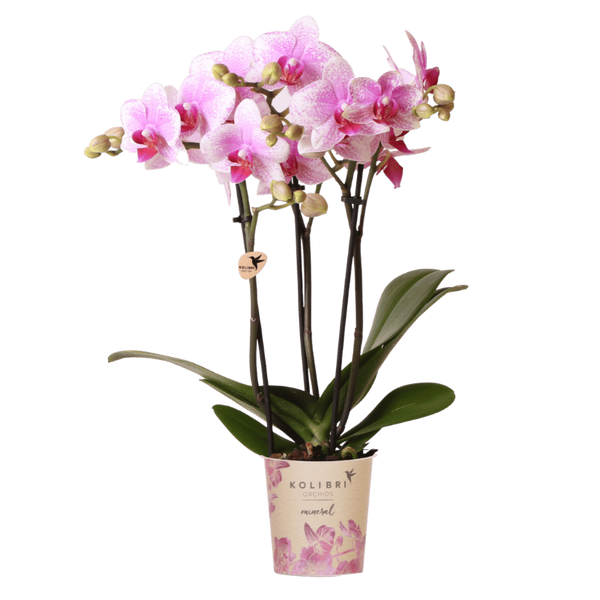 Schmetterlingsorchidee ‚Mineral Rotterdam' – Phalaenopsis