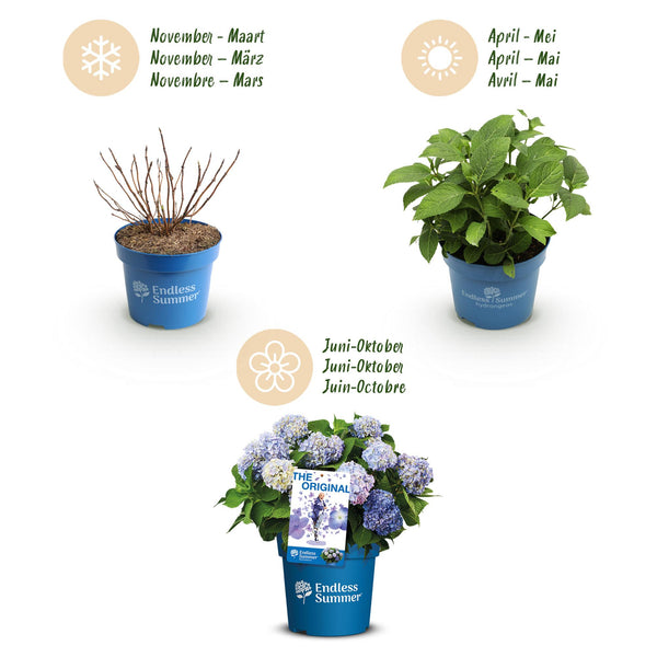 Bauernhortensie ‚Endless Summer The Original Blue' – Hydrangea macrophylla – Ansicht 4