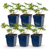 Storchschnabel Tricolour – Geranium – Ø 11 cm · 15–25 cm