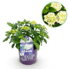 Hortensie ‚Forever & Ever' – Hydrangea macrophylla