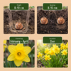 Narzisse ‚February Gold' – Narcissus – Ansicht 4