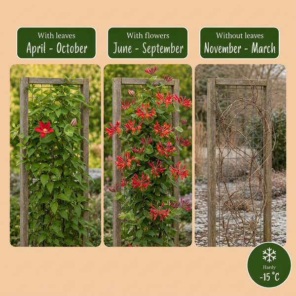 Geißschlinge ‚Dropmore Scarlet' – Lonicera × brownii – Ansicht 4