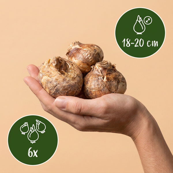 Kaiserkrone ‚Mix' – Fritillaria imperialis – Ansicht 3
