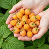 Himbeere ‚Fallgold' – Rubus idaeus – Ansicht 4