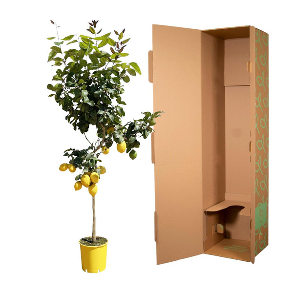 Zitronenbaum – Citrus limon – Ansicht 3