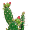 Feigenkaktus – Opuntia quitensis – Ansicht 4