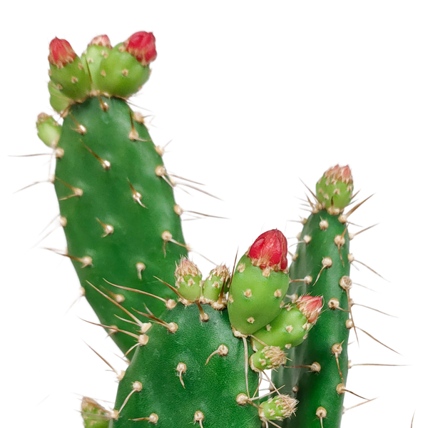 Feigenkaktus – Opuntia quitensis – Ansicht 4