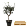 Olivenbaum ‚Cultivo' – Olea europaea – Ansicht 3