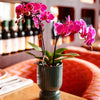 Schmetterlingsorchidee ‚Mineral Vienna' – Phalaenopsis – Ansicht 7