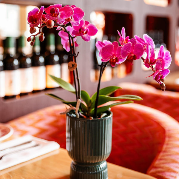 Schmetterlingsorchidee ‚Mineral Vienna' – Phalaenopsis – Ansicht 7