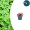 Herzblättrige Schaumblüte – Tiarella cordifolia