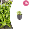Gewöhnlicher Tüpfelfarn – Polypodium vulgare