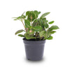 Mosaikpflanze ‚Joly Josan' – Fittonia albivenis