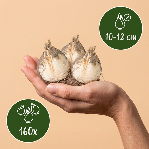 Blumenzwiebel-Set „Bulb Garden Allium" – Zierlauch-Mischung – Ansicht 3