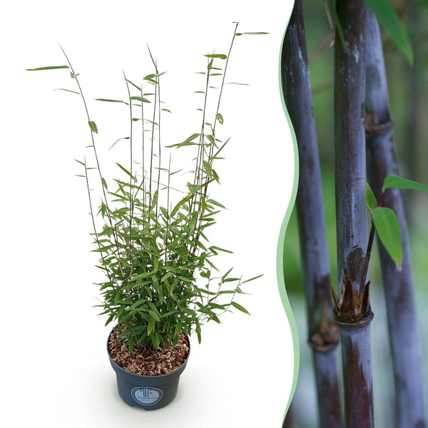 Schirmbambus ‚Black Dragon' – Fargesia nitida – 1 Stück