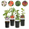 Kletterpflanzen-Set „Rainbow" – Clematis, Efeu, Geißblatt & Trompetenblume