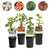 Kletterpflanzen-Set „Rainbow" – Clematis, Efeu, Geißblatt & Trompetenblume