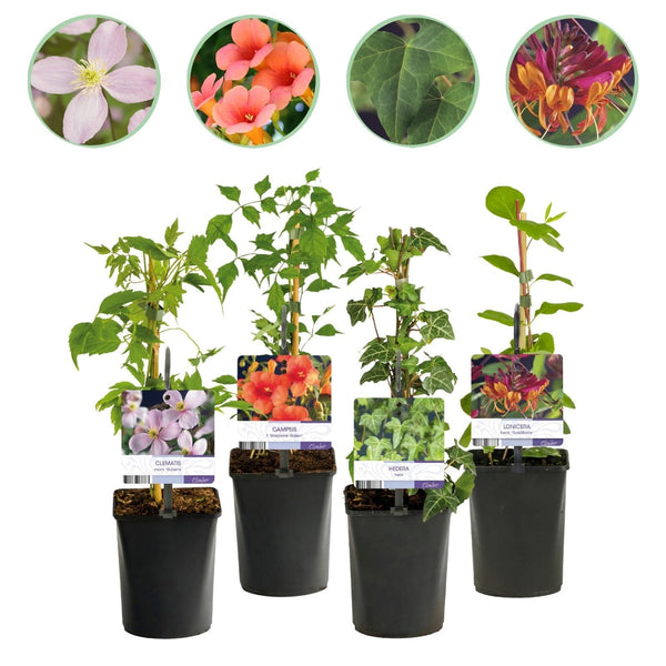 Kletterpflanzen-Set „Rainbow" – Clematis, Efeu, Geißblatt & Trompetenblume