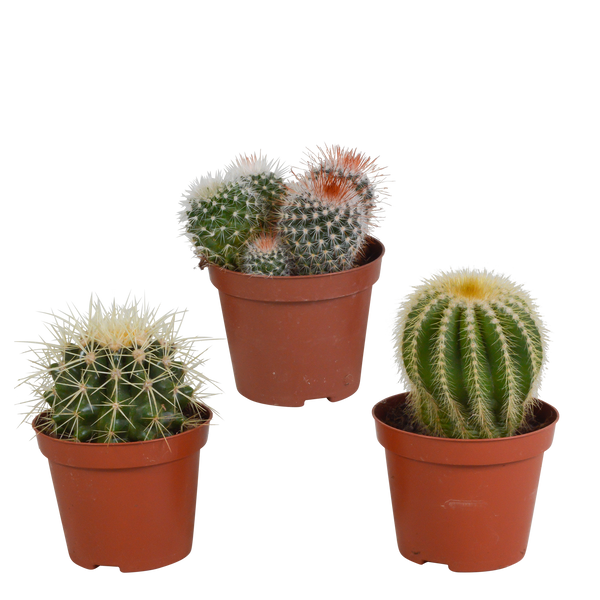 Kakteen-Set „Kugelkaktus-Mischung“ – 3 Kugelkakteen