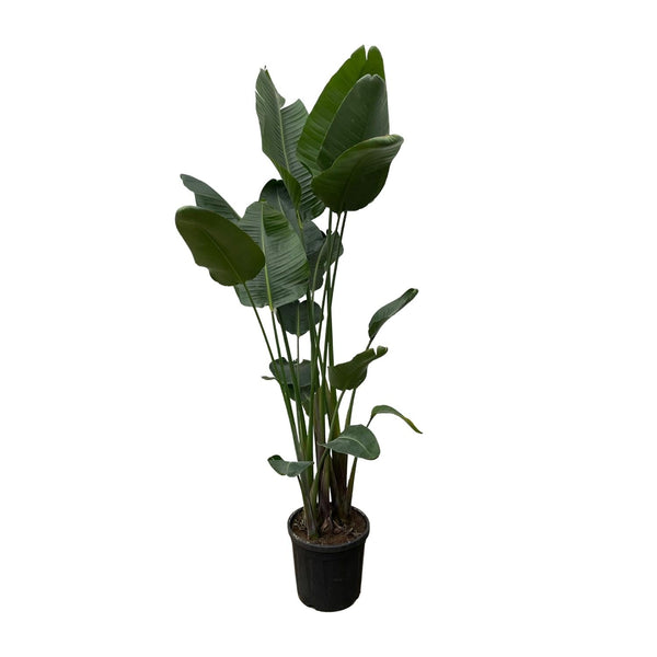 Baumstrelitzie – Strelitzia nicolai