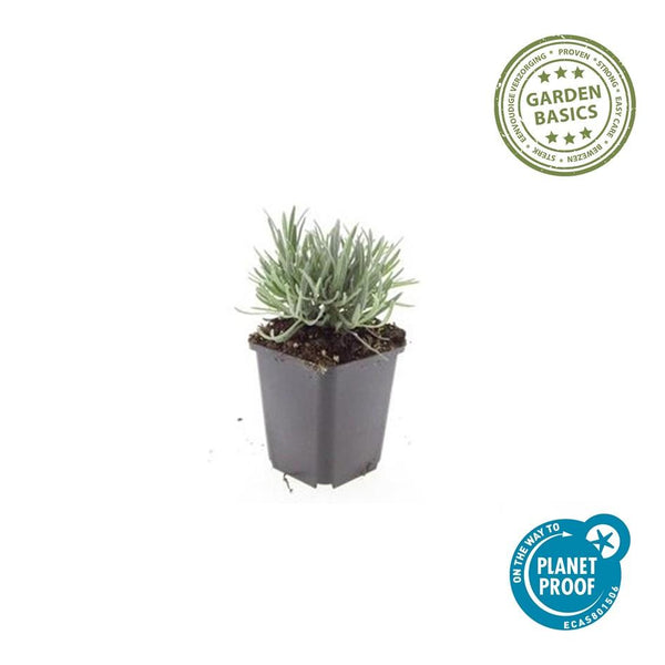 Lavendel ‚Edelweiss' – Lavandula intermedia – Ansicht 2