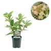 Rispenhortensie ‚Wims Red' – Hydrangea paniculata – Weiß-Rot
