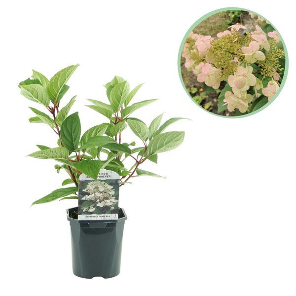 Rispenhortensie ‚Wims Red' – Hydrangea paniculata – Weiß-Rot