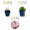 Hängepolster-Glockenblume ‚Lisduggan Variety' – Campanula poscharskyana – Ansicht 4