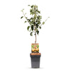 Birnbaum ‚Conference' – Pyrus communis – Ansicht 2