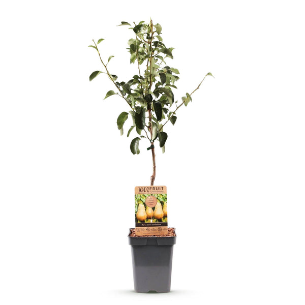 Birnbaum ‚Conference' – Pyrus communis – Ansicht 2
