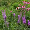 Stauden-Set „Bienen & Schmetterlinge" – 12 insektenfreundliche Stauden – Ansicht 4