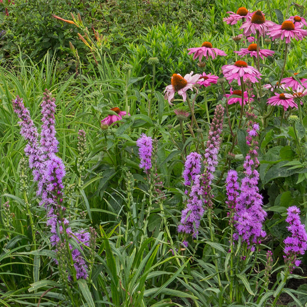 Stauden-Set „Bienen & Schmetterlinge" – 12 insektenfreundliche Stauden – Ansicht 4