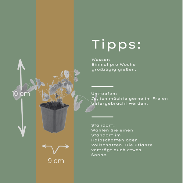 Elfenblume ‚Niveum' – Epimedium youngianum – Ansicht 4