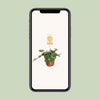 Zwergpfeffer ‚Hope' – Peperomia – Ansicht 4