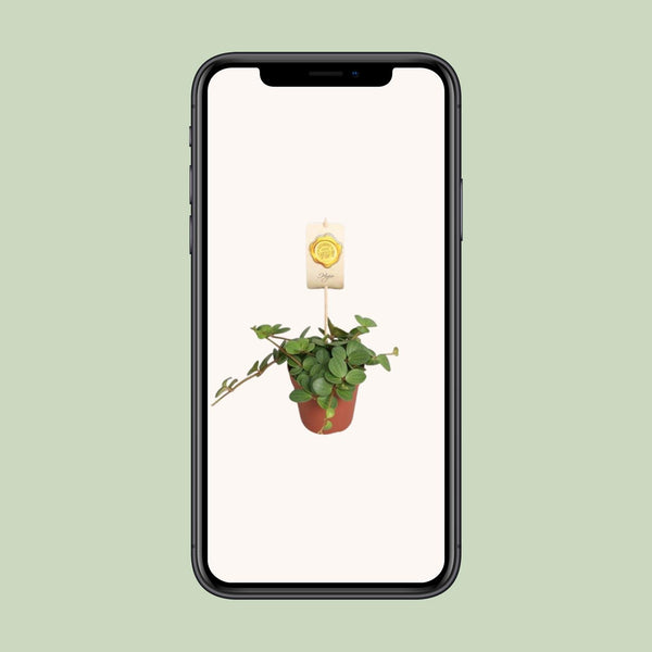 Zwergpfeffer ‚Hope' – Peperomia – Ansicht 4
