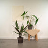 Alocasia-Set „Duo Zebrina & Lauterbachiana" – Alocasia zebrina und Alocasia lauterbachiana – Ansicht 2