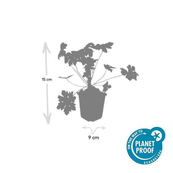 Balkan-Storchschnabel ‚Ingwersen's Variety' – Geranium macrorrhizum – Ansicht 4