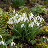 Großes Schneeglöckchen – Galanthus elwesii – Ansicht 2