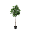 Kunstpflanze Magnolie