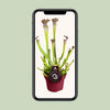 Schlauchpflanze – Sarracenia × farnhamii – Ansicht 4